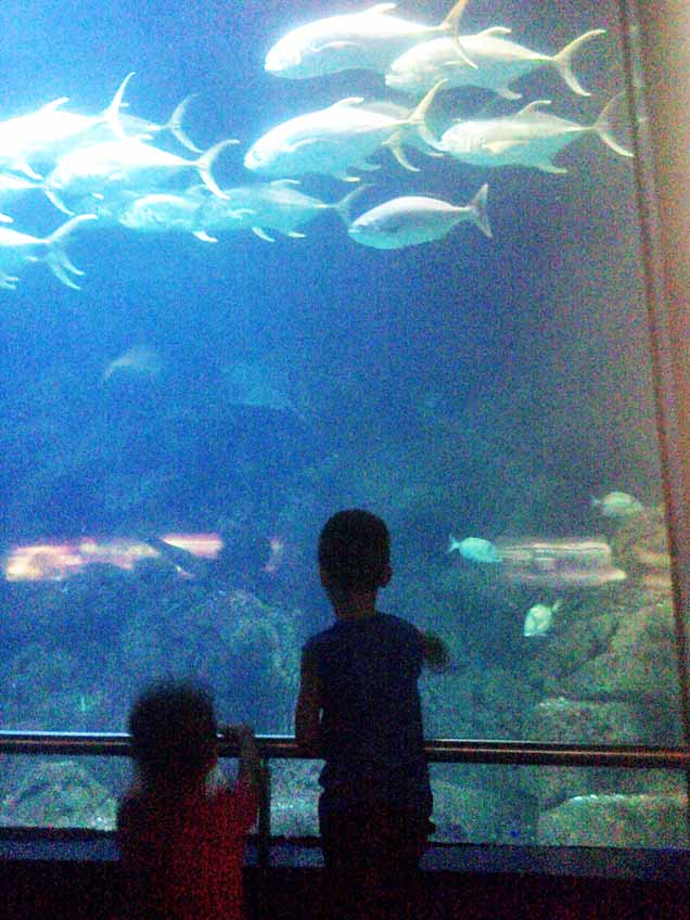 Niños crónicos de asociaciones de pacientes visitan el Oceanográfico