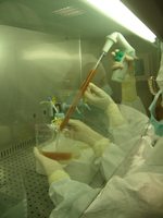 Laboratorio de trasplante celular hepático